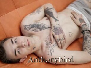 Anthonybird