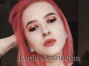Lupin_Cearuleum